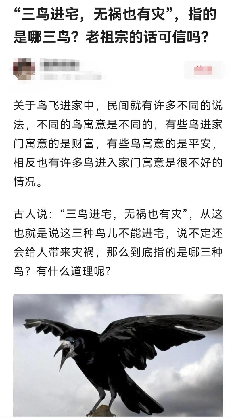 鸟入宅：传统寓意科学解析及和谐相处之道