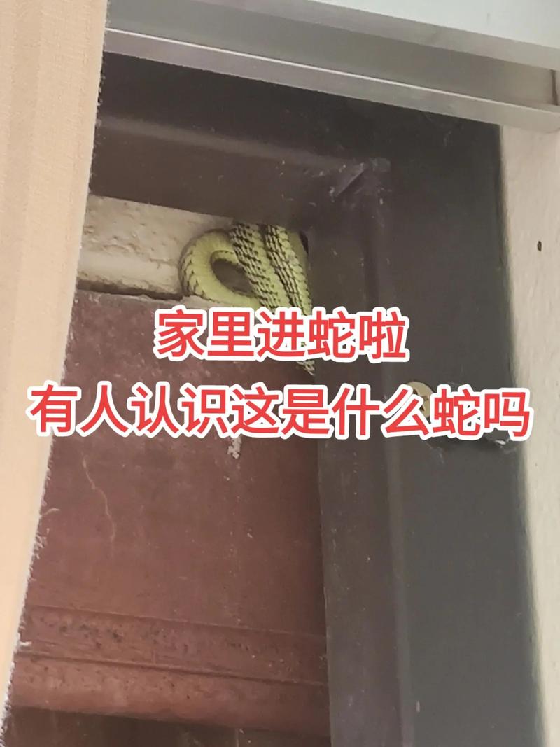 家蛇吉凶：和谐共存之道揭秘
