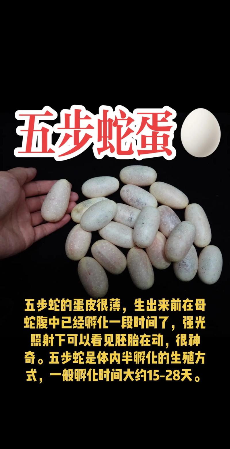 蛇蛋的文化象征与生活启示揭秘