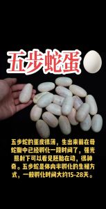 蛇蛋的文化象征与生活启示揭秘