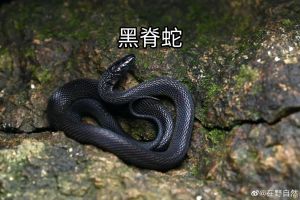 黑蛇入宅：揭秘预示与神秘面纱