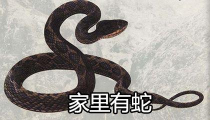家宅蛇踪：揭秘蛇进家门的吉凶奥秘