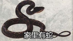 家宅蛇踪：揭秘蛇进家门的吉凶奥秘