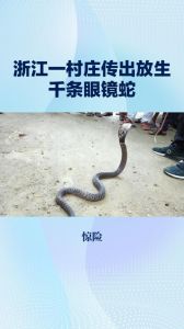 放生蛇的报恩之谜：蛇能听见人话吗？