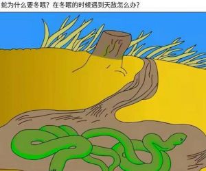 冬日蛇迹：智慧象征与自然奥秘揭秘