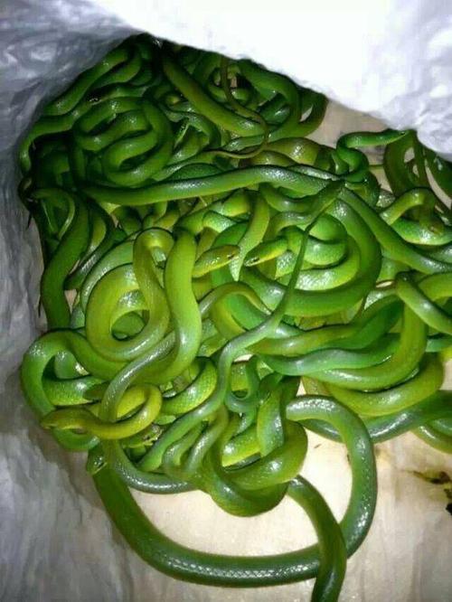 公园蛇遇：多角度揭秘蛇的象征意义
