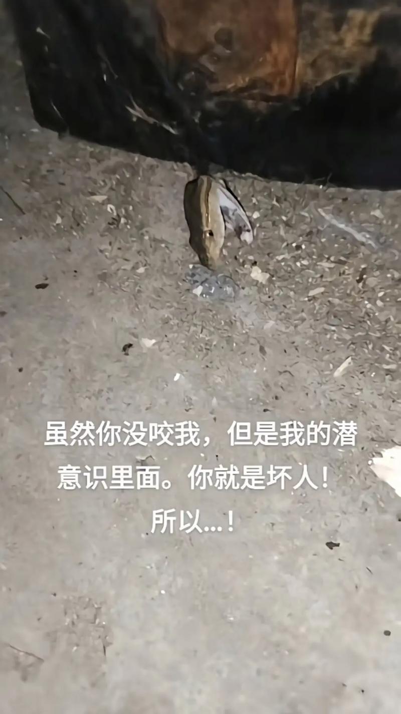 家中蛇处理风水奥秘揭秘