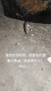 家中蛇处理风水奥秘揭秘