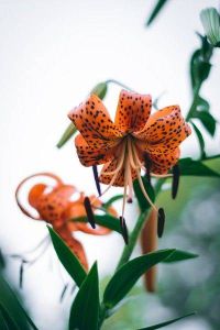 2025桃花盛宴：天蝎双鱼狮子爱运势大爆发！