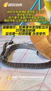 家中进蛇是好还是坏：好运还是不祥？揭秘蛇的文化寓意与生态影响