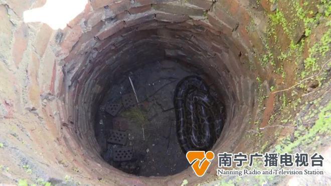 98年洪水40米长大蛇图片：神秘救世神蛇的故事