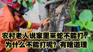 出门遇到蛇有什么预兆：迷信与科学的预兆解析