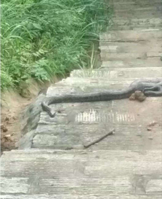遇到蛇是跑还是不动：揭秘文化中的象征与应对策略