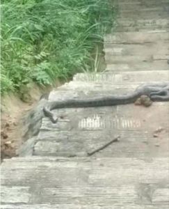 遇到蛇是跑还是不动：揭秘文化中的象征与应对策略