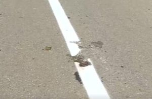 路上遇到死猫预示什么：死猫路上的征兆