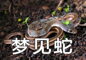 男人梦到蛇的深层含义解析