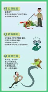 冬天见到蛇会发生好事吗：吉凶文化背后的自然智慧