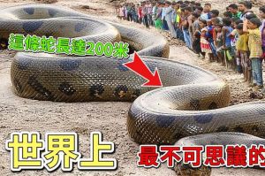 世界第一巨蟒藏在紫禁城：皇家风水与文化传奇
