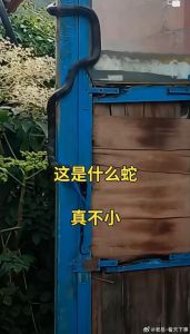 蛇进屋是凶还是吉：蛇入屋吉凶之谜与文化风水解读