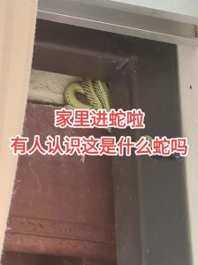 冬天家里进蛇的真正预兆：揭秘家中蛇的神秘预兆！