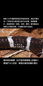 农历十一月白天看见蛇好不好：吉凶与生肖影响揭秘