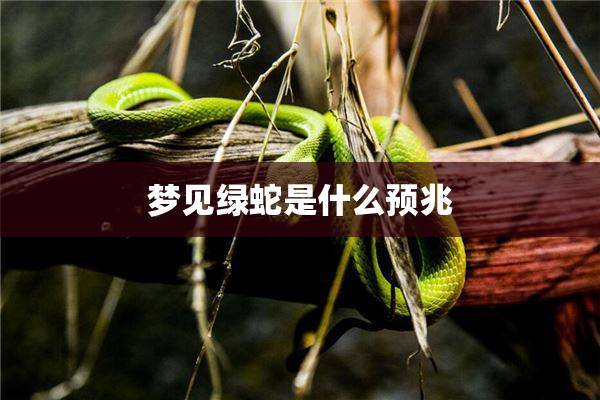 女人梦见绿蛇的奥秘解析