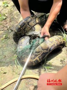 98年洪水里冲出来那条大蟒蛇：白蛇现世，祥瑞还是预兆？