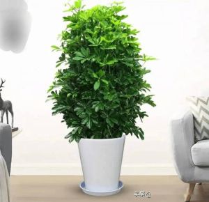 客厅植物风水：旺财化煞，选对摆放秘诀！