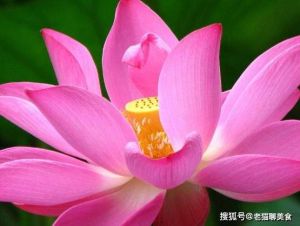 桃花盛开生肖运势：四大生肖下周爱情高峰挑战与机遇