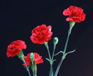 四大生肖桃花盛开：把握爱情美好时光！