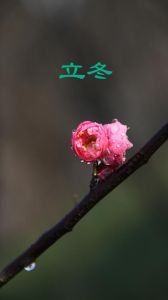 立冬星座桃花盛开：四大星座冬日寻爱记