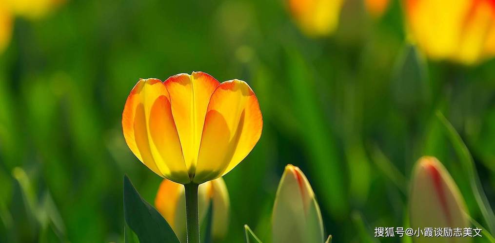 四生肖三月好运来袭：桃花横财，智慧理财法则！