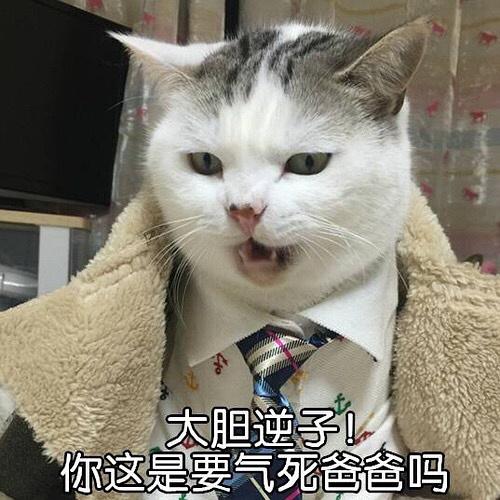 今日塔罗运势揭秘：星座情感挑战与心灵归宿