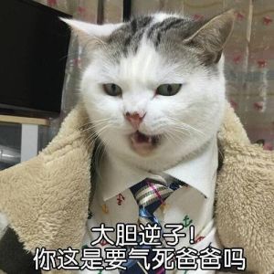 今日塔罗运势揭秘：星座情感挑战与心灵归宿