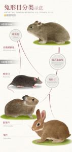 十月桃花盛开：生肖鼠兔猴鸡的爱情运势指南