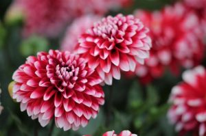 2025春日爱情盛开花：鼠蛇双鱼狮子好运来！