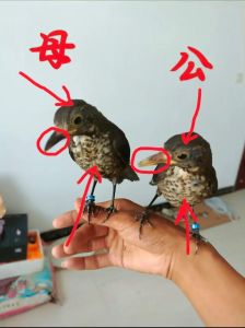 关于乌鸫鸟的风水迷信：吉祥与凶煞的交织