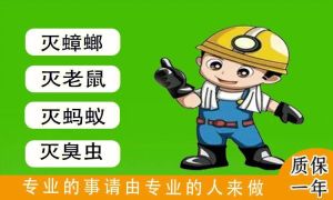 揭秘老鼠出现背后的寓意及应对策略