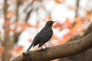 乌鸫飞进家暗示什么：吉祥还是凶兆？文化揭秘！