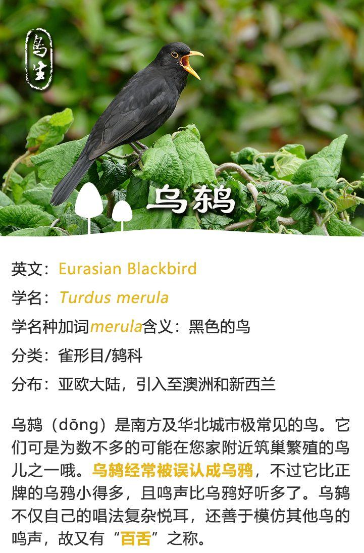 看见乌鸫停留预兆：预兆之谜与文化内涵