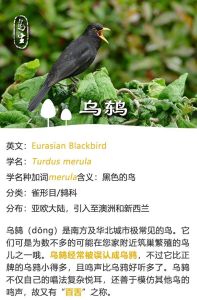看见乌鸫停留预兆：预兆之谜与文化内涵