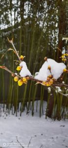 2024大雪日生肖运势：幸运数字方位，养生指南