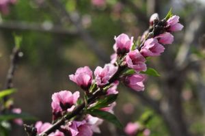 生肖女神揭秘：兔马猴羊如何笑对岁月桃花朵朵
