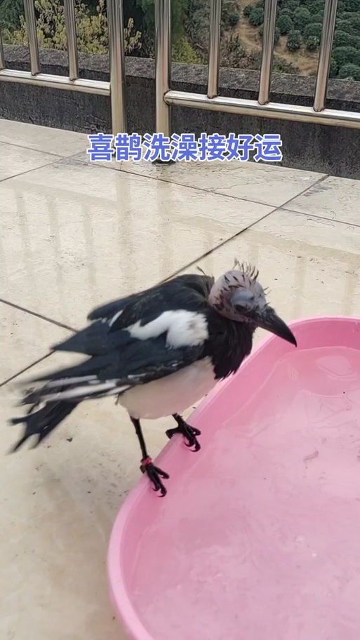 喜鹊报喜：七月怀孕吉祥征兆，贵子降临的美好期盼