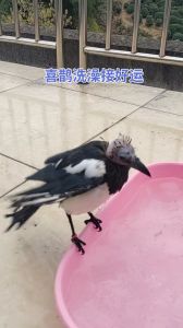 喜鹊报喜：七月怀孕吉祥征兆，贵子降临的美好期盼