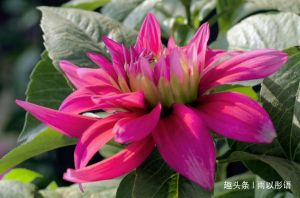 四大生肖桃花运：邂逅真爱，书写浪漫篇章