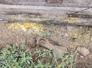 门前鸟儿飞：吉凶解读与传统文化之谜