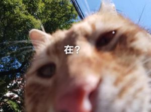 路遇死猫之谜：文化解读与管理策略