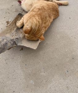 猫影兆头揭秘：意外小事的深层寓意