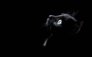 夜黑猫之谜：传统文化与科学解读